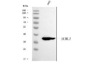 Western blot analysis of SCML1 using anti-SCML1 antibody (ABIN7602479).