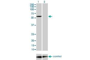 Western blot analysis of YES1 over-expressed 293 cell line, cotransfected with YES1 Validated Chimera RNAi (Lane 2) or non-transfected control (Lane 1). (YES1 Antikörper  (AA 1-543))