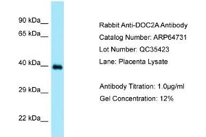 Western Blotting (WB) image for anti-Double C2-Like Domains, alpha (DOC2A) (N-Term) antibody (ABIN2789938) (DOC2A Antikörper  (N-Term))