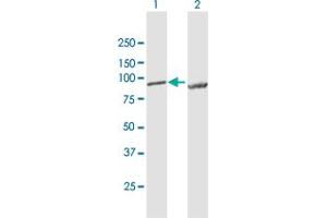 Western Blot analysis of LETM1 expression in transfected 293T cell line by LETM1 MaxPab polyclonal antibody. (LETM1 Antikörper  (AA 1-739))