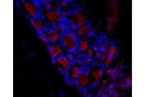 Expression of HCN3 in rat dorsal root ganglia (DRG) - Immunohistochemical staining of frozen section of rat DRG using Anti-HCN3 Antibody (ABIN7043281, ABIN7044972 and ABIN7044973), (1:50) followed by mouse anti-rabbit Alexa Fluor 555 (red). (HCN3 Antikörper  (Intracellular))