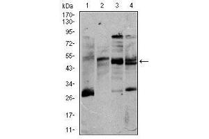 Image no. 4 for anti-CD5 (CD5) antibody (ABIN1491301) (CD5 Antikörper)