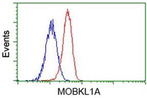 Flow cytometric Analysis of Jurkat cells, using anti-MOBKL1A antibody (ABIN2453311), (Red), compared to a nonspecific negative control antibody (TA50011), (Blue). (MOBKL1A Antikörper)