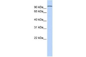 Western Blotting (WB) image for anti-Protocadherin alpha 3 (PCDHA3) antibody (ABIN2459348) (PCDHA3 Antikörper)