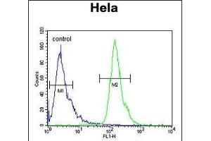 POTEH Antibody (N-term) (ABIN651179 and ABIN2840114) flow cytometric analysis of Hela cells (right histogram) compared to a negative control cell (left histogram). (POTEH Antikörper  (N-Term))