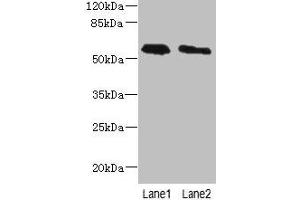 Western blot All lanes: PLD4 antibody at 4 μg/mL Lane 1: THP-1 whole cell lysate Lane 2: Human placenta tissue Secondary Goat polyclonal to rabbit IgG at 1/10000 dilution Predicted band size: 56 kDa Observed band size: 56 kDa