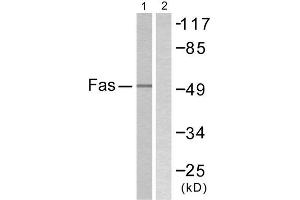 Western Blotting (WB) image for anti-TNF Receptor Superfamily, Member 6 (FAS) (C-Term) antibody (ABIN1848822) (FAS Antikörper  (C-Term))
