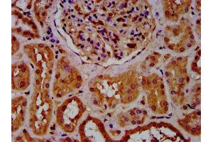 IHC image of ABIN7148531 diluted at 1:600 and staining in paraffin-embedded human kidney tissue performed on a Leica BondTM system. (CPNE8 Antikörper  (AA 349-498))