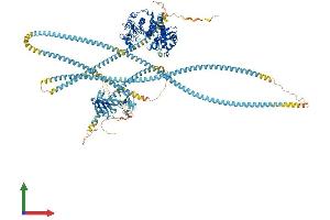Protein Structure (PS) image for rho-Associated, Coiled-Coil Containing Protein Kinase 2 (ROCK2) (AA 1-1388) protein (His tag) (ABIN7563523)