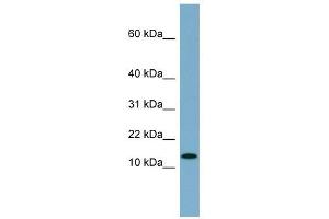 RPS27L antibody used at 1 ug/ml to detect target protein.