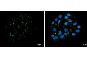 Immunofluorescence (IF) image for anti-Tight Junction Protein 1 (TJP1) (N-Term) antibody (ABIN2856624)