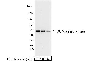 anti-AU1 Epitope Tag (DTYRYI) antibody