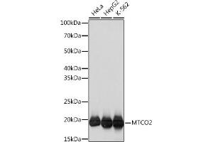 Western blot analysis of extracts of various cell lines, using MTCO2 Rabbit mAb (ABIN7266638) at 1:1000 dilution. (COX2 Antikörper)