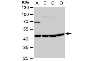 Western Blotting (WB) image for anti-Wingless-Type MMTV Integration Site Family, Member 11 (WNT11) (Center) antibody (ABIN2856232)