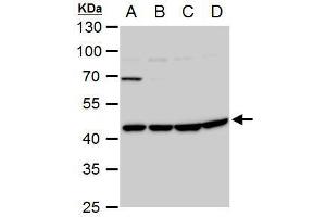 WB Image WNT11 antibody detects WNT11 protein by western blot analysis.