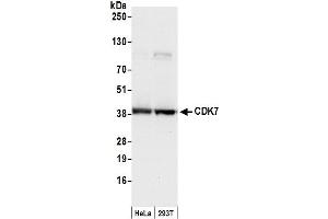 Western Blotting (WB) image for anti-Cyclin-Dependent Kinase 7 (CDK7) (C-Term) antibody (ABIN7455080) (CDK7 Antikörper  (C-Term))