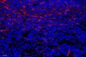 Immunofluorescent analysis of paraformaldehyde-fixed mouse spleen using,CYPIVF11 (ABIN7073679) at dilution of 1: 1000 (CYP4F11 Antikörper)