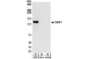 Western Blotting (WB) image for anti-Glutamate Receptor Interacting Protein 1 (GRIP1) (AA 1026-1076) antibody (ABIN7449745)