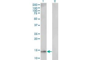 Western Blot analysis of UBE2D1 expression in transfected 293T cell line by UBE2D1 monoclonal antibody (M01), clone 2C6. (UBE2D1 Antikörper  (AA 1-94))