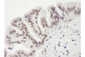 Immunohistochemistry (IHC) image for anti-Retinoblastoma Binding Protein 7 (RBBP7) (C-Term) antibody (ABIN7448758) (RBBP7 Antikörper  (C-Term))