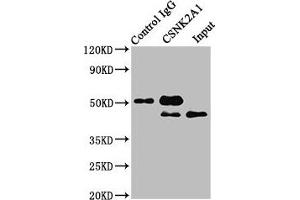 Immunoprecipitating CSNK2A1 in Hela whole cell lysate Lane 1: Rabbit control IgG instead of ABIN7146885 in Hela whole cell lysate.