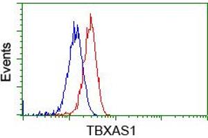 Image no. 2 for anti-thromboxane A Synthase 1 (Platelet) (TBXAS1) antibody (ABIN1501382) (TBXAS1 Antikörper)