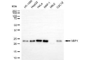 Western blotting analysis using VBP1 antibody (ABIN7799894). (VBP1 Antikörper)