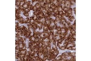 Immunohistochemical staining of human pancreas with TMEM97 polyclonal antibody  shows strong cytoplasmic positivity in exocrine glandular cells.