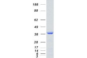 Validation with Western Blot
