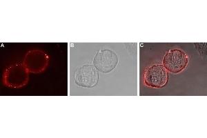 Immunocytochemistry (ICC) image for anti-Ephrin Type A Receptor 1 (EPHA1) (AA 457-471), (Extracellular) antibody (ABIN7043132)