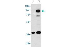 Western blot analysis of PROX1 (arrow) using PROX1 polyclonal antibody . (PROX1 Antikörper  (C-Term))