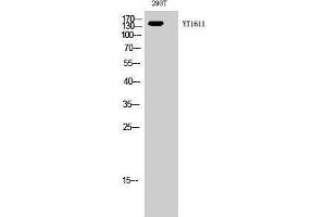 Western Blotting (WB) image for anti-Receptor Tyrosine-Protein Kinase ErbB-3 (ERBB3) (N-Term) antibody (ABIN3184533) (ERBB3 Antikörper  (N-Term))