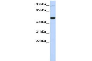 WB Suggested Anti-KIF2A Antibody Titration:  0. (KIF2A Antikörper  (Middle Region))