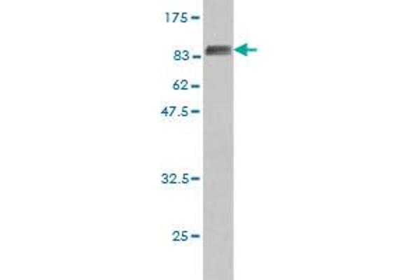 HDAC1 Antikörper  (AA 1-482)