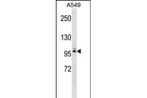 PLEKHG5 Antibody (N-term) (ABIN1539124 and ABIN2848918) western blot analysis in A549 cell line lysates (35 μg/lane). (PLEKHG5 Antikörper  (N-Term))