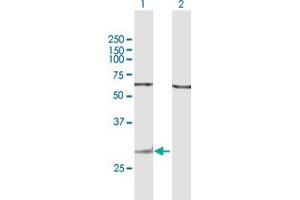 Western Blot analysis of GZMK expression in transfected 293T cell line by GZMK MaxPab polyclonal antibody. (GZMK Antikörper  (AA 1-264))