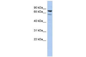 C1ORF103 antibody used at 1 ug/ml to detect target protein.