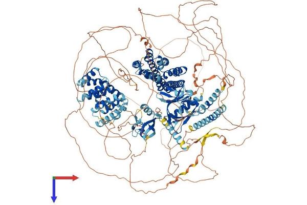 ARHGEF11 Protein (AA 1-1522) (His tag)