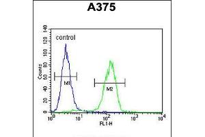 Flow cytometric analysis of A375 cells (right histogram) compared to a negative control cell (left histogram). (ACTR2 Antikörper  (C-Term))