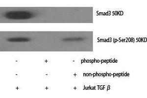 Western Blot (WB) analysis of specific cells using Smad3 Polyclonal Antibody.