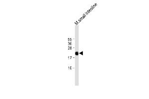 All lanes : Anti-REG3G Antibody (Center) at 1:1000 dilution Lane 1: mouse small intestine tissue lysate Lysates/proteins at 20 μg per lane. (REG3g Antikörper  (AA 89-116))