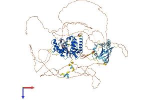 SENP7 Protein (AA 1-1050) (His tag)