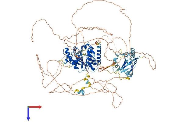 SENP7 Protein (AA 1-1050) (His tag)