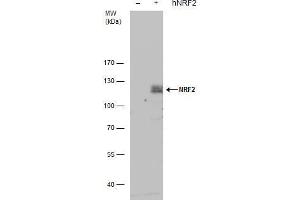 WB Image NRF2 antibody detects NRF2 protein by western blot analysis. (NRF2 Antikörper  (Internal Region))