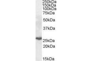 ABIN571002 (0. (PSMB10 Antikörper  (Internal Region))