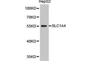 Western Blotting (WB) image for anti-Solute Carrier Family 1 (Glutamate/Neutral Amino Acid Transporter), Member 4 (SLC1A4) antibody (ABIN1874808) (SLC1A4 Antikörper)