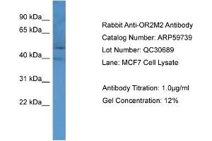 WB Suggested Anti-OR2M2  Antibody Titration: 0. (OR2M2 Antikörper  (C-Term))