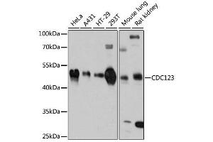 Western blot analysis of extracts of various cell lines, using CDC123 antibody. (CDC123 Antikörper  (AA 1-336))
