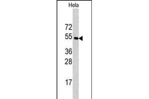 Western blot analysis of CPE antibody (C-term) (ABIN392011 and ABIN2841790) in Hela cell line lysates (35 μg/lane). (CPE Antikörper  (C-Term))