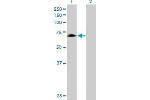 Western Blot analysis of RHPN1 expression in transfected 293T cell line by RHPN1 MaxPab polyclonal antibody. (RHPN1 Antikörper  (AA 1-670))